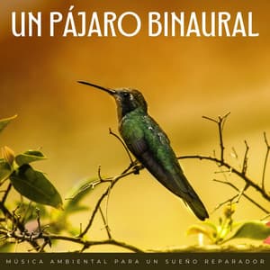 Un Pájaro Binaural: Música Ambiental Para Un Sueño Reparador - Pajaros Tropicales