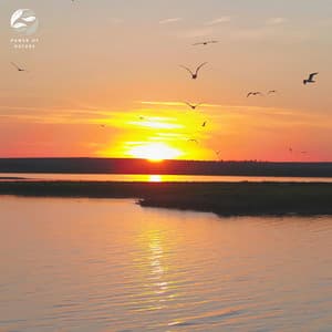 Meditative Birds By The River - Mother Nature Ambience