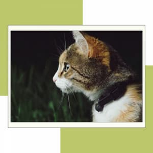 Acoustic Smooth Jazz Guitar - Ambiance for Nocturnal Cats - Cat Music Waves