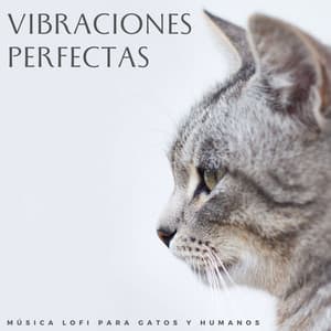 Vibraciones Perfectas: Música Lofi Para Gatos Y Humanos - Chill Vaca Lofi