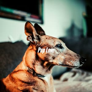 Pup Love - Sleepy Dogs