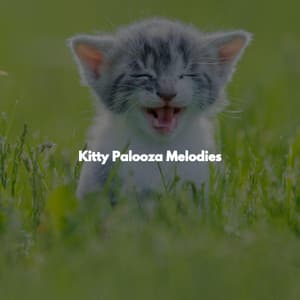Kitty Palooza Melodies - Acoustic Study Music Beats