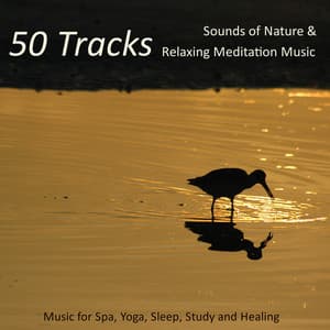 50 Tracks - Sounds of Nature & Relaxing Meditation Music for Spa, Yoga, Sleep, Study and Healing - Nature Caldwell