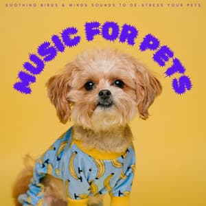 Music For Pets: Soothing Birds & Winds Sounds To De-stress Your Pets - Animal and Bird Songs