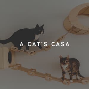 A Cat's Casa - Cat Music Therapy