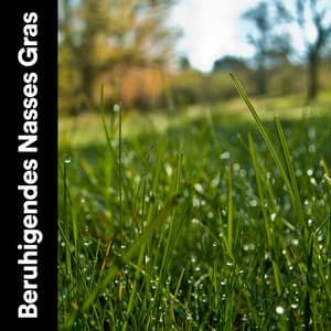 Beruhigendes Nasses Gras - Regen zum Schlafen