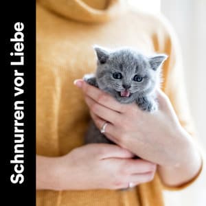 Schnurren vor Liebe - Katzenmusik