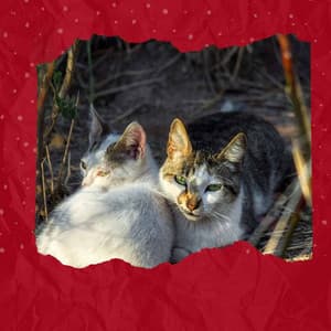 Inspired - Calm Cat Music