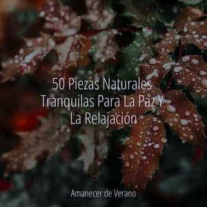 50 Piezas Naturales Tranquilas Para La Paz Y La Relajación - El hada de las canciones de cuna