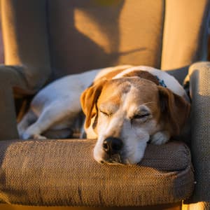 Compañeros Calmados: Música De Guitarra Para Perros - Paseo Melódico