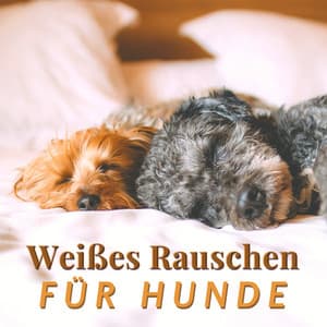 Weißes Rauschen für Hunde: Leise Lieder die Ihrem Welpen Helfen - Dog Whisper