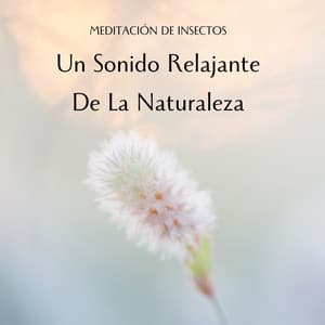 Meditación De Insectos: Un Sonido Relajante De La Naturaleza - Grabaciones de campo de la naturaleza