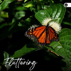 Fluttering - Nature Sound Series