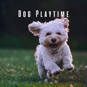 Dog Playtime: Happy Lofi Harmonies for Joyful Paws - Lo-fi Hip Hop Beats