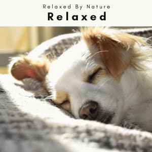 4 Dogs: Relaxed - Dogs Music Therapy