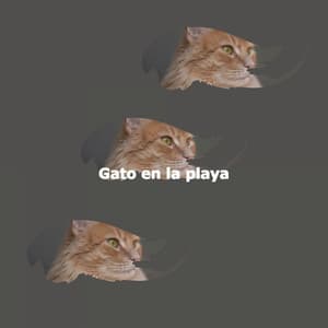 Gato en la playa - Chitarra Jazz Musica Classici