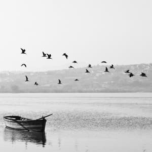 Bird Sound - Bird Sounds