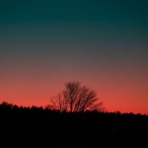 Calm at Dusk: Nature's Melodic Nightfall Serenity - Healing Nature Sounds