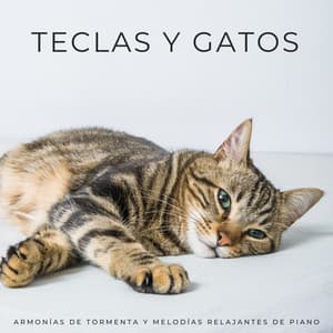 Teclas Y Gatos: Armonías De Tormenta Y Melodías Relajantes De Piano - Pianos pacíficos