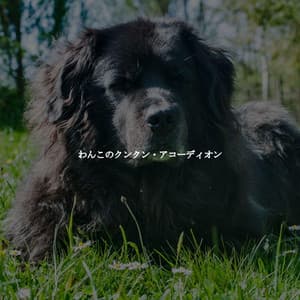 わんこのクンクン・アコーディオン - Easy Jazz Listening