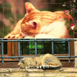 Scintillating Jazz Organ - Bgm for Cat Training Time - Music for Resting Cats