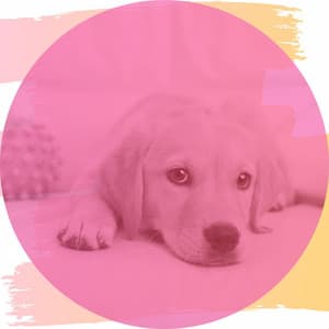 Music for Resting Dogs - Wicked Bossanova - Relaxing Dogs