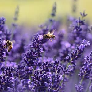 Love With Full Heart | Wellness and Calmness - Healing Zone