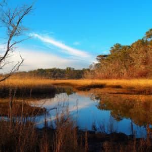 ! ! ! ! Quiet Reflection - Música Relajante