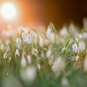 4 Seasons: Autumn's Embrace - Baltic Nature Sounds