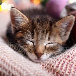 Armonías Lofi Para Gatos: Melodías Para Juegos Graciosos - Lo-Fi suave instrumental