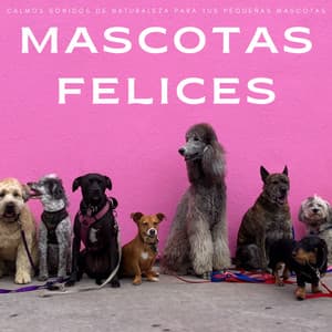 Mascotas Felices: Calmos Sonidos De Naturaleza Para Tus Pequeñas Mascotas - Perritos Fantásticos