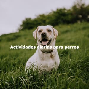 Actividades diarias para perros - Productivity Music
