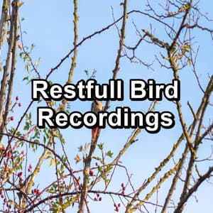 Restfull Bird Recordings - Yoga Music
