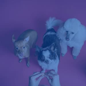Warm Ambiance for Behaving Puppies - Dog Music Waves