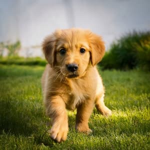 Música Pacífica Para Perros En Momentos De Tranquilidad - Perros en casa
