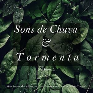 Sons de Chuva e Tormenta na Floresta - Rain Sounds Nature Collection