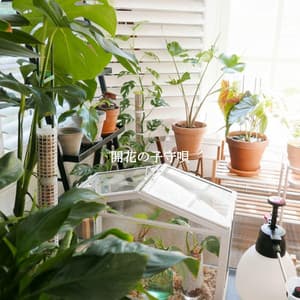 開花の子守唄 - Thursday Morning Jazz Playlist