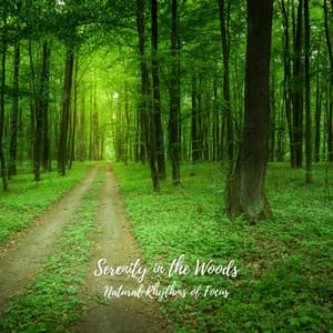 Serenity in the Woods: Natural Rhythms of Focus - Nature Orchestra