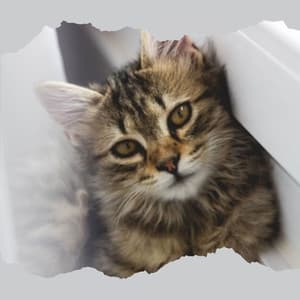 Echoes of Lonely Cat - Cat Music Studio