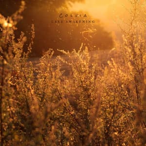Late Awakening - Colvia