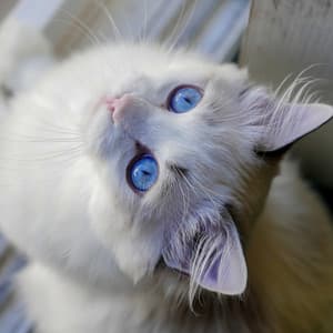 Soothing Sounds for Cats: Music for Feline Calm - Luminous Chakra Waves