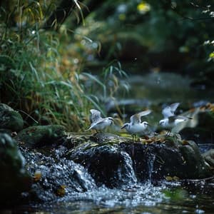 Soothing Binaural Spa: Gentle Creek and Nature Bird Ambience - Relaxation Meditation and Spa