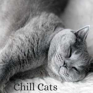 Chill Cats - Relaxing Cat Music Therapy