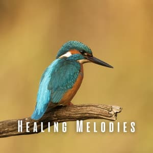Healing Melodies: Nature's Bird Tunes with Chill Music for Massage - Swedish-Bird-Sounds