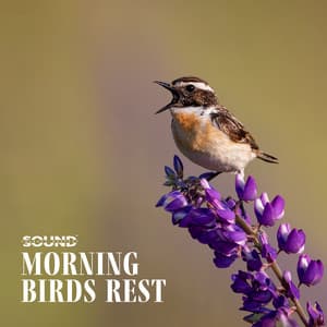 Morning Birds Rest - Sound Therapy Masters