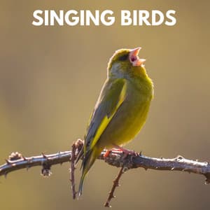 Singing Birds - Bird Sound Collectors