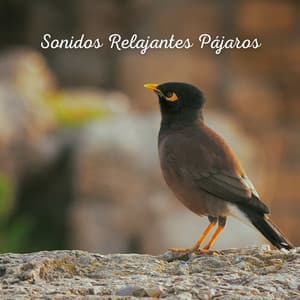 Sonidos Relajantes Pájaros - Sonidos De Aves