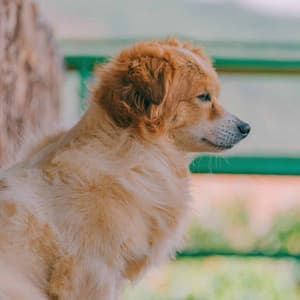 Feelings for Cooling Off Pups - Dog Relaxation Music