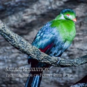 Nature Relaxation: Tropical Birds on Forest River Vol. 1 - Relaxing Classical Music