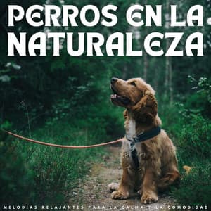 Perros En La Naturaleza: Melodías Relajantes Para La Calma Y La Comodidad - Terapia de naturaleza